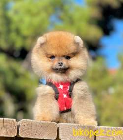 Orjinal Teddy Pomeranian Yavrular 4