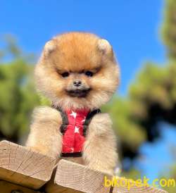 Orjinal Teddy Pomeranian Yavrular 3