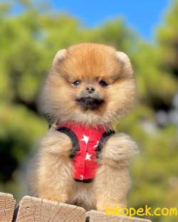 Orjinal Teddy Pomeranian Yavrular 2