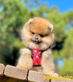 Orjinal Teddy Pomeranian Yavrular 1