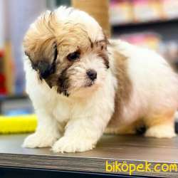 ORJİNAL TEDDYFACE YAVRUMUZ 3