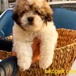 ORJİNAL TEDDYFACE YAVRUMUZ 4