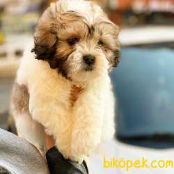 ORJİNAL TEDDYFACE YAVRUMUZ 2