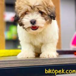 ORJİNAL TEDDYFACE YAVRUMUZ 1