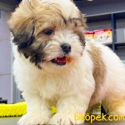 ORJİNAL TEDDYFACE YAVRUMUZ 5