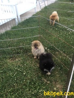 Orjinal Tedy Bear Boo Pomeranian Yavrular 3