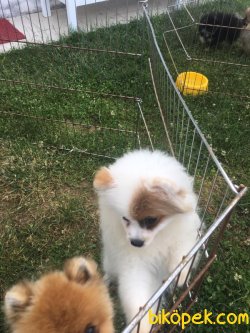 Orjinal Tedy Bear Boo Pomeranian Yavrular 1
