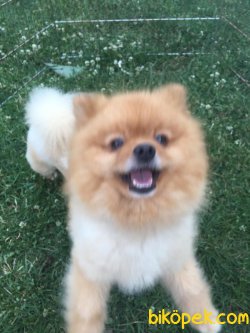 Orjinal Tedy Bear Boo Pomeranian Yavrular 2