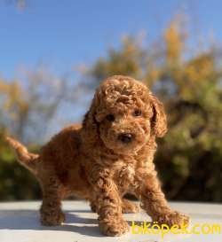 ORJİNAL TOY BOY POODLE YAVRULAR 3