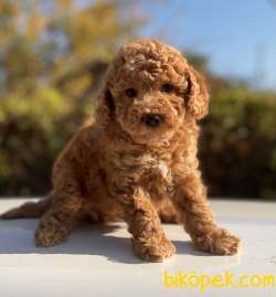 ORJİNAL TOY BOY POODLE YAVRULAR 1