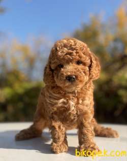 ORJİNAL TOY BOY POODLE YAVRULAR 4