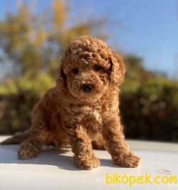 ORJİNAL TOY BOY POODLE YAVRULAR 5