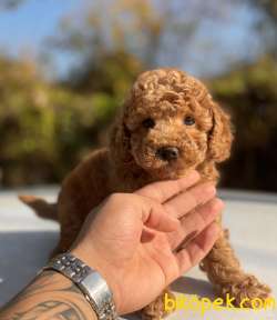 ORJİNAL TOY BOY POODLE YAVRULAR 2