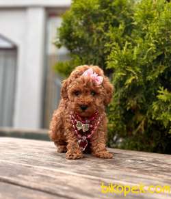 ORJİNAL TOY PODDLE 1