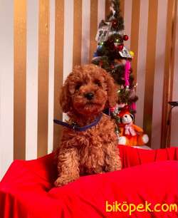 ORJİNAL TOY PODDLE YAVRULAR 3