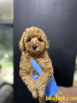 Orjinal Toy Poodl Yavruları 1