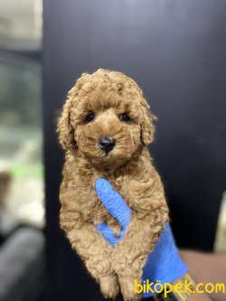 Orjinal Toy Poodl Yavruları 3