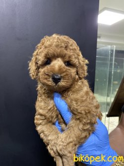 Orjinal Toy Poodl Yavruları 2
