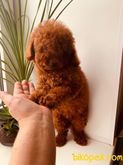 ORJİNAL TOY POODLE 2