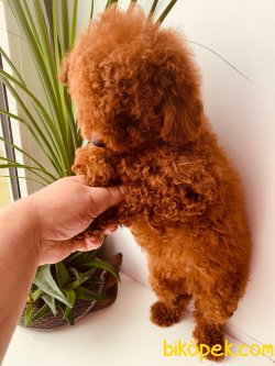 ORJİNAL TOY POODLE 4