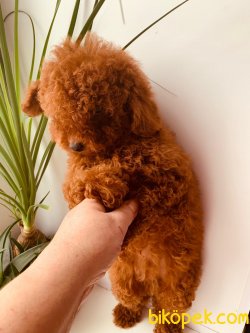 ORJİNAL TOY POODLE 1