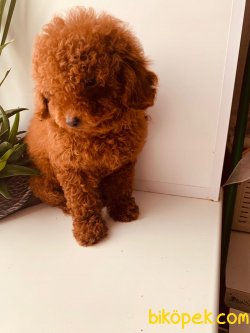 ORJİNAL TOY POODLE 3