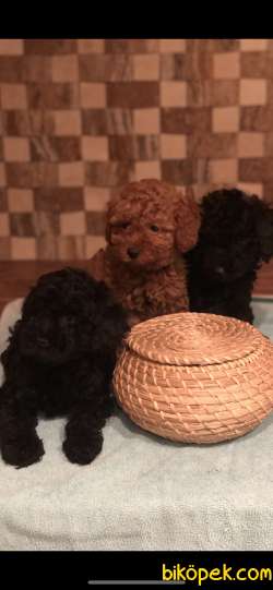 ORJİNAL TOY POODLE 3