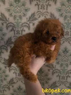 ORJİNAL TOY POODLE 1
