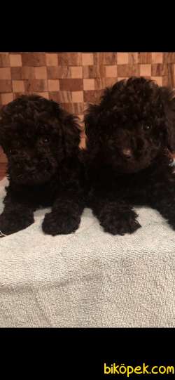 ORJİNAL TOY POODLE 5