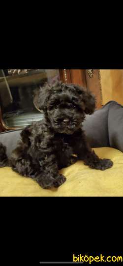 ORJİNAL TOY POODLE 2