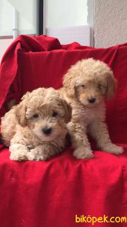 ORJİNAL TOY POODLE 4
