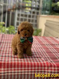 ORJİNAL TOY POODLE 1