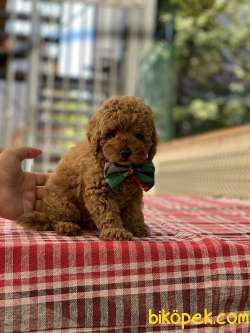ORJİNAL TOY POODLE 2