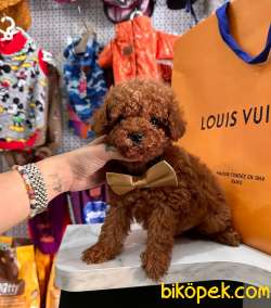 ORJİNAL TOY POODLE 4