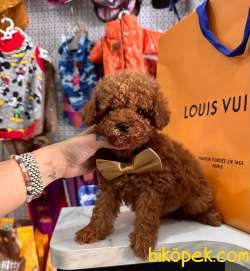 ORJİNAL TOY POODLE