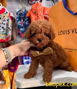 ORJİNAL TOY POODLE 4