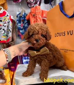 ORJİNAL TOY POODLE 3