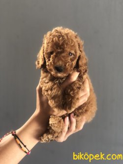 ORJİNAL TOY POODLE BEBEKLER 1