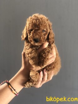 ORJİNAL TOY POODLE BEBEKLER 2