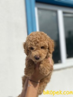 ORJİNAL TOY POODLE BEBEKLER 1