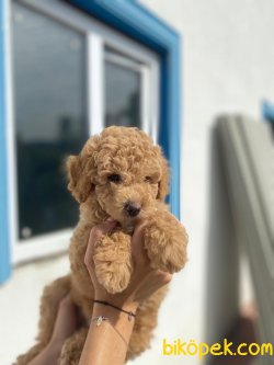 ORJİNAL TOY POODLE BEBEKLER 3