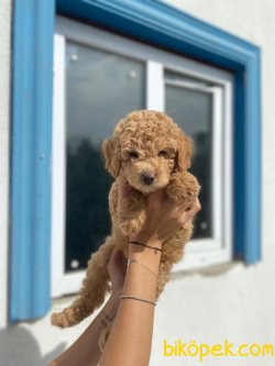 ORJİNAL TOY POODLE BEBEKLER 2