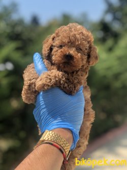 ORJİNAL TOY POODLE BEBEKLER 3