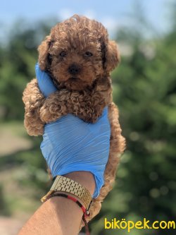 ORJİNAL TOY POODLE BEBEKLER 1