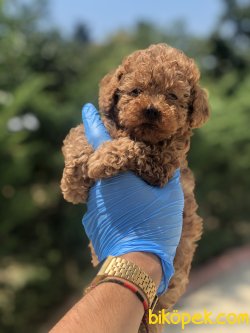 ORJİNAL TOY POODLE BEBEKLER 2