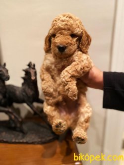 ORJİNAL TOY POODLE BEBEKLER 1