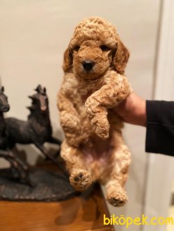 ORJİNAL TOY POODLE BEBEKLER 3