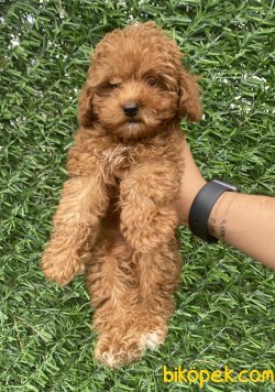 ORJİNAL TOY POODLE BEBEKLER 2
