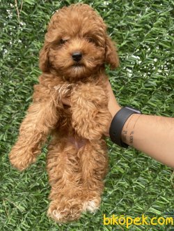 ORJİNAL TOY POODLE BEBEKLER 1