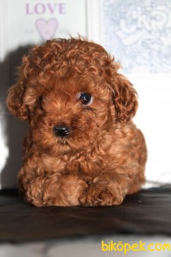 ORJİNAL TOY POODLE BEBEKLER 2